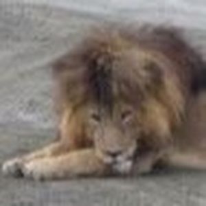 Meet your Posher, Sera